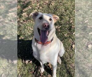 Labrador Retriever-Siberian Husky Mix Dogs for adoption in Lee's Summit, MO, USA