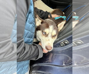 Cowboy - Male Siberian Husky Dog for Adoption - Photo #6