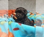 Puppy Abigal Adams Havanese