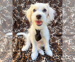 Small #1 Maltipoo