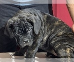Small Photo #192 Cane Corso Puppy For Sale in COTTAGE GROVE, OR, USA