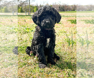 Goldendoodle (Miniature) Puppy for Sale in ROCKY MOUNT, North Carolina USA