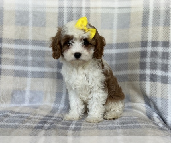 Medium Photo #8 Cavapoo Puppy For Sale in LAKELAND, FL, USA