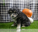 Small #2 Aussiedoodle Miniature