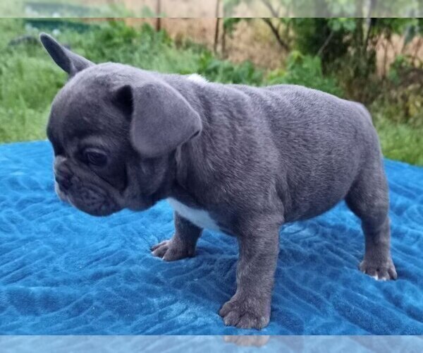 Medium Photo #2 French Bulldog Puppy For Sale in EASTON, PA, USA