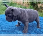 Small Photo #2 French Bulldog Puppy For Sale in EASTON, PA, USA