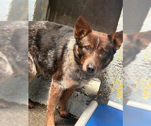 Texas Heeler-Unknown Mix Dogs for adoption in Stockton, CA, USA