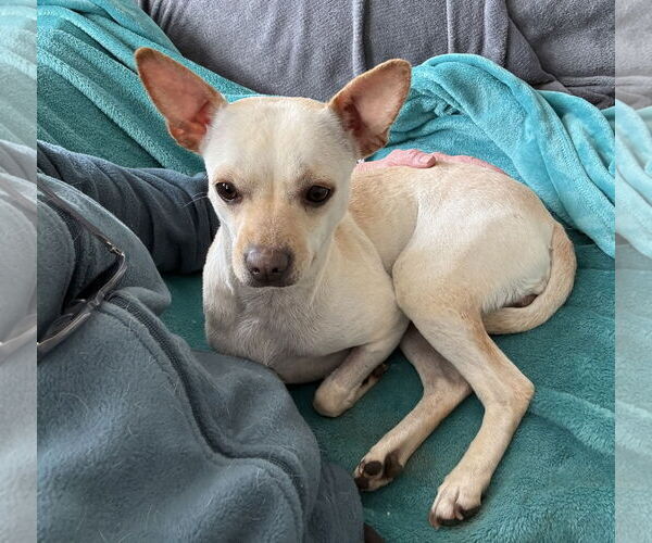 Medium Photo #9 Chihuahua-Unknown Mix Puppy For Sale in Rockaway, NJ, USA