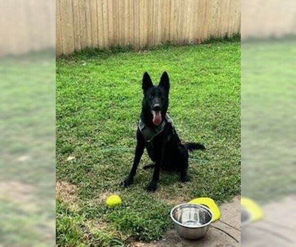 Medium Photo #2  Puppy For Sale in , 