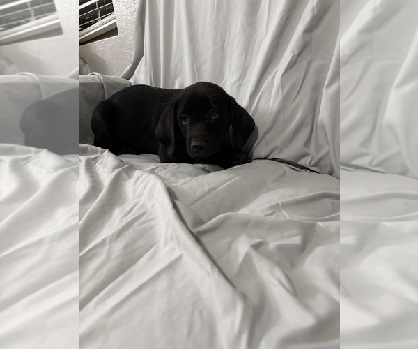 Medium Photo #4 Labrador Retriever Puppy For Sale in SIERRA VISTA, AZ, USA