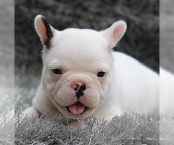 Medium Photo #1 French Bulldog Puppy For Sale in LINDEN, TN, USA