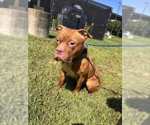 American Pit Bull Terrier Dogs for adoption in Derwood, MD, USA