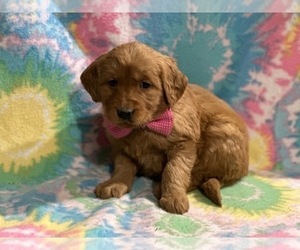 Golden Retriever Puppy for sale in LANCASTER, PA, USA