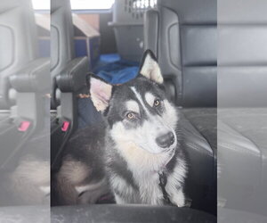 Siberian Husky Dogs for adoption in Cumming, GA, USA