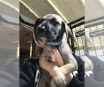 Small Photo #11 Great Dane Puppy For Sale in DONOVAN, IL, USA