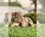 Small #5 French Bulldog