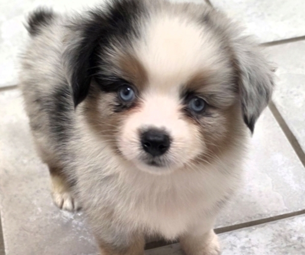 Medium Photo #1 Corgi-Aussie Puppy For Sale in MILTON, WI, USA