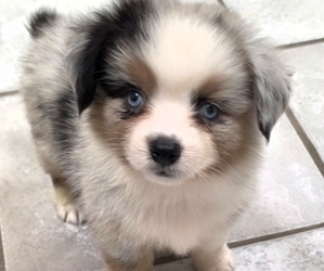 Corgi-Aussie Litter for sale in MILTON, WI, USA