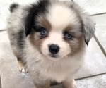 Image preview for Ad Listing. Nickname: Litter of 4