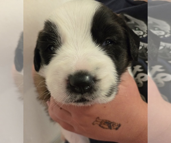 Medium Photo #12 Saint Bernard Puppy For Sale in RAINIER, OR, USA