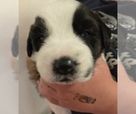 Small #11 Saint Bernard
