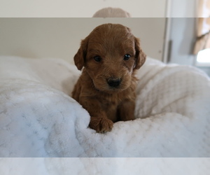 Goldendoodle Puppy for sale in INDIANAPOLIS, IN, USA