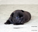 Puppy Linus French Bulldog