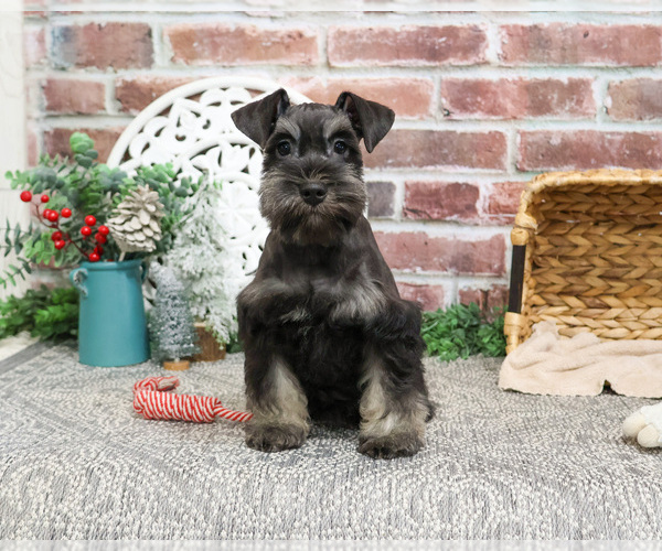 Medium Photo #9 Schnauzer (Miniature) Puppy For Sale in SYRACUSE, IN, USA