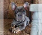 Small #2 French Bulldog