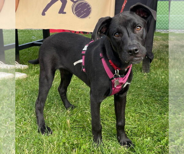 Medium Photo #10 Labrador Retriever-Unknown Mix Puppy For Sale in Canton, CT, USA