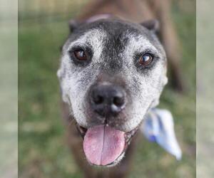 Boxer-Unknown Mix Dogs for adoption in San Antonio, TX, USA