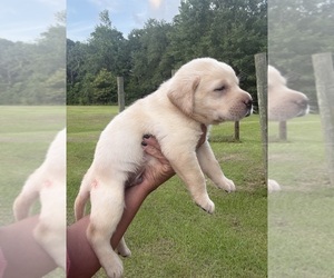 Labrador Retriever Puppy for sale in OSYKA, MS, USA