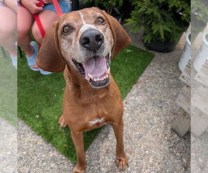 Coonhound Dogs for adoption in Fargo, ND, USA