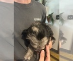 Small #3 F2 Aussiedoodle