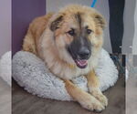 Small #4 German Shepherd Dog-Great Pyrenees Mix