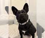 Small #5 French Bulldog Mix
