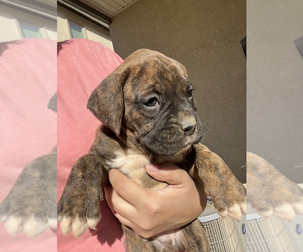 Medium Photo #11 Boxer Puppy For Sale in BANNING, CA, USA