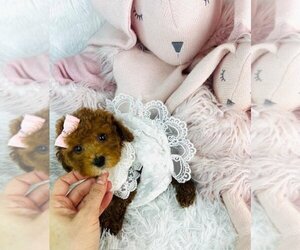 Medium Poodle (Toy)