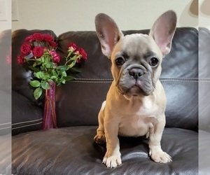 Medium French Bulldog