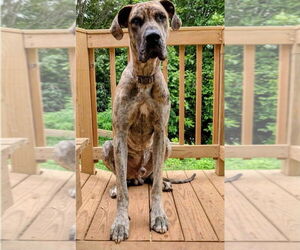 Great Dane Dogs for adoption in Bullard, TX, USA