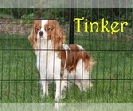 Small Photo #1 Cavapoo Puppy For Sale in DENVER, PA, USA