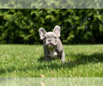 Puppy 0 French Bulldog