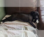 Small #2 American Pit Bull Terrier-Pembroke Welsh Corgi Mix
