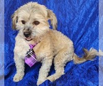 Small #2 Havanese Mix