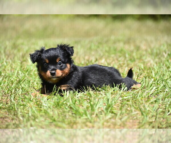 Medium Photo #3 Miniature American Shepherd Puppy For Sale in PALM COAST, FL, USA