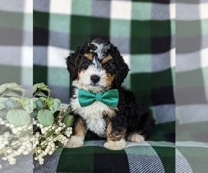 Miniature Bernedoodle Puppy for sale in OXFORD, PA, USA