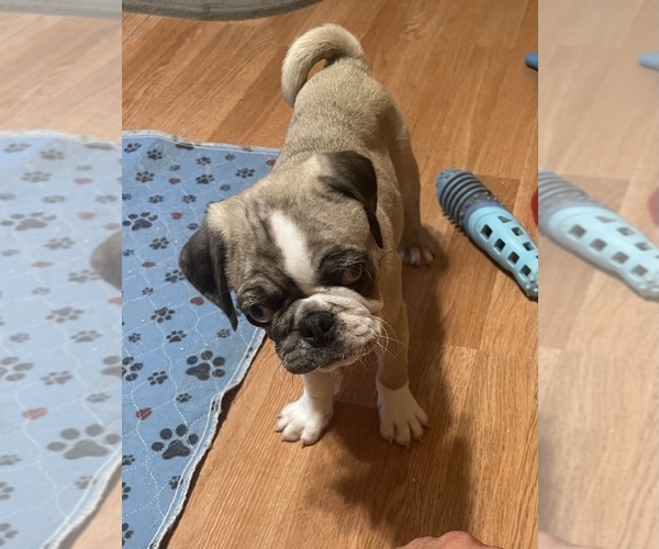 Medium Photo #1 Pug Puppy For Sale in LEEDS, NY, USA