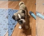 Puppy Mr Red Pug