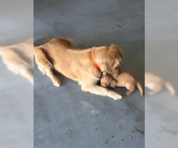 Medium Photo #3 Golden Retriever Puppy For Sale in PAHRUMP, NV, USA