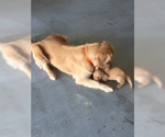 Small Photo #3 Golden Retriever Puppy For Sale in PAHRUMP, NV, USA